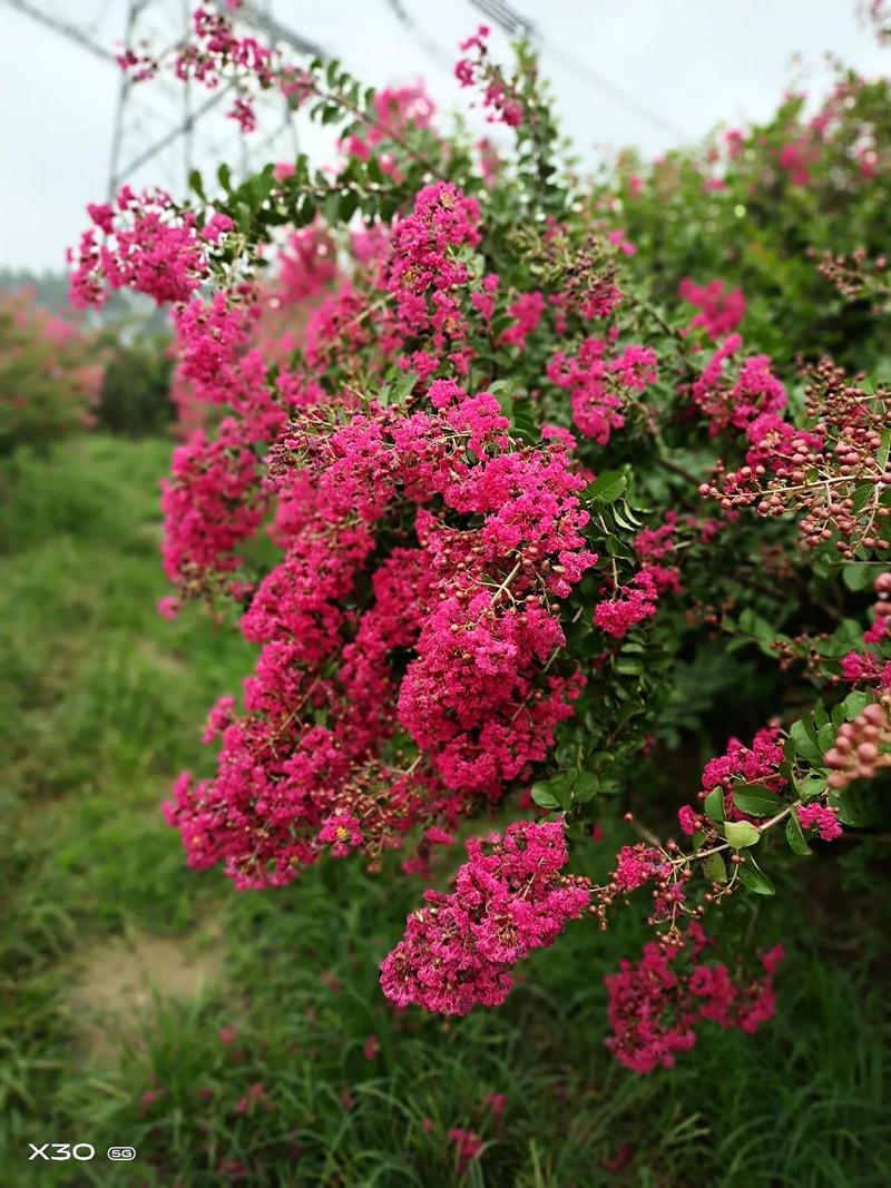 芙蓉菊木本植物养护知识（芙蓉菊木本植物养护知识大全）-第3张图片-多多自然网