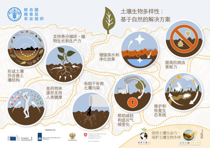 不同植物与土壤反馈的关系（不同土壤对植物的生长有什么影响三年级上册科学）-第4张图片-多多自然网