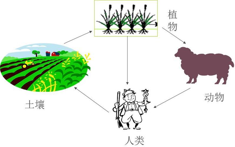 不同植物与土壤反馈的关系（不同土壤对植物的生长有什么影响三年级上册科学）-第6张图片-多多自然网