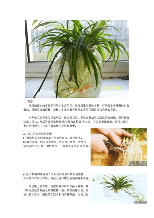 吊兰植物盆栽养护知识（吊兰植物怎么养）-第1张图片-多多自然网