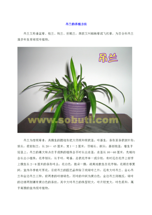 吊兰植物盆栽养护知识（吊兰植物怎么养）-第5张图片-多多自然网