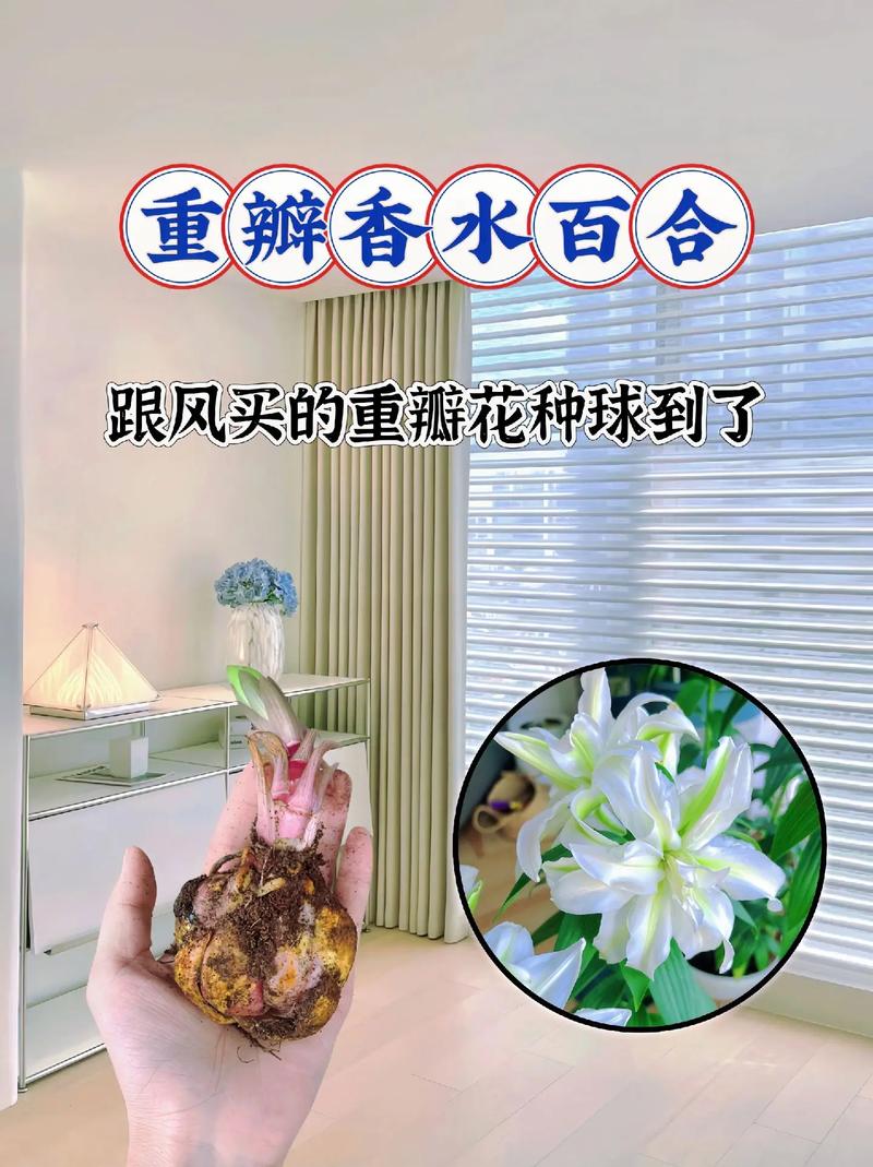 百合花植物养护知识大全（百合花的养护知识）-第1张图片-多多自然网