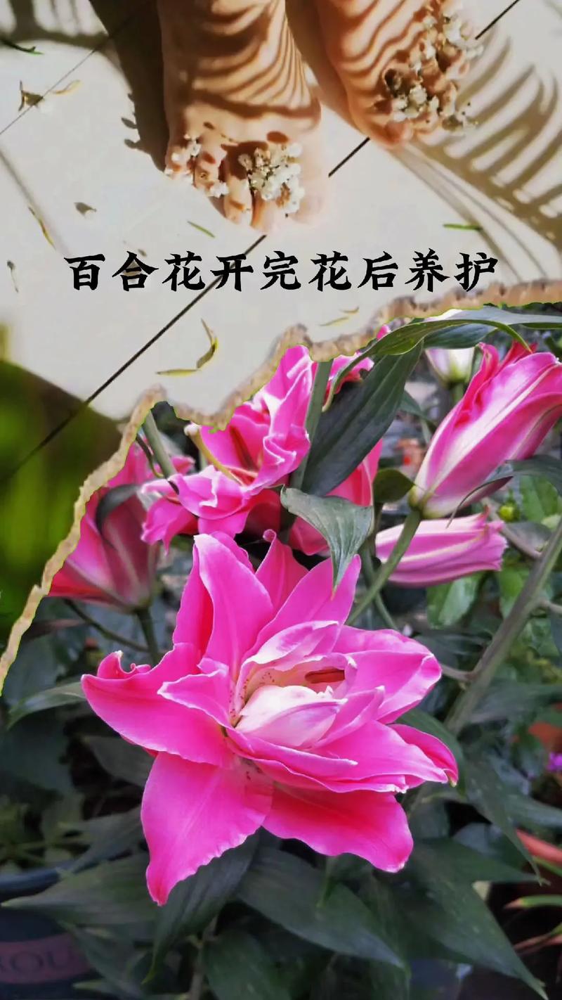 百合花植物养护知识大全（百合花的养护知识）-第2张图片-多多自然网