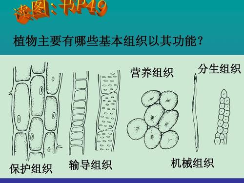 薄壁组织与植物营养的关系（薄壁组织和营养组织的区别）-第1张图片-多多自然网