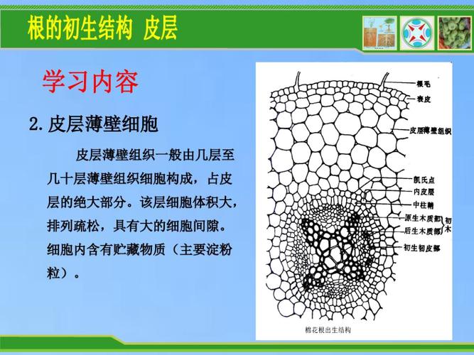 薄壁组织与植物营养的关系（薄壁组织和营养组织的区别）-第8张图片-多多自然网