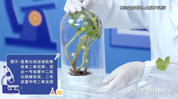 玻璃与植物元素的关系是什么（玻璃和玻璃种）-第8张图片-多多自然网