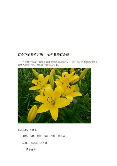 百合植物养护知识（百合植物怎么养）-第7张图片-多多自然网