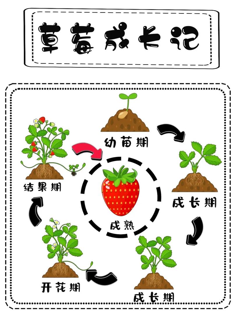 草莓植物知识大全（草莓植物的作用）-第2张图片-多多自然网