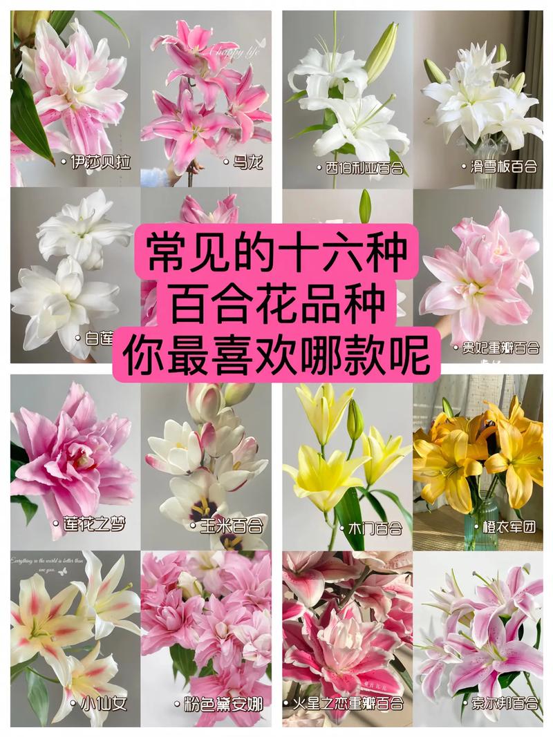 百合花植物知识大全简单（关于百合花的知识介绍和相关资料）-第8张图片-多多自然网