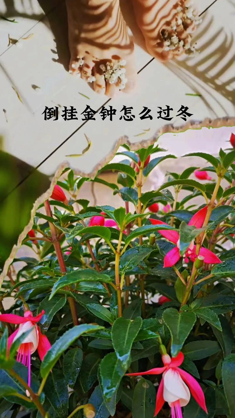 冬季地栽绿植如何养护和管理（地栽植物冬季怎么保暖）-第7张图片-多多自然网