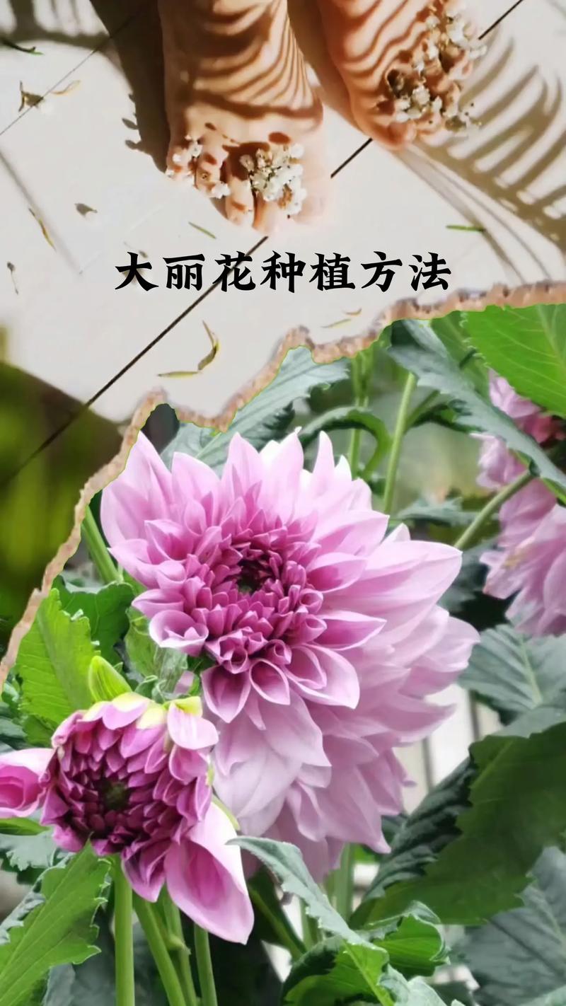 春天客厅植物养护知识（春天室内适合养什么植物）-第1张图片-多多自然网