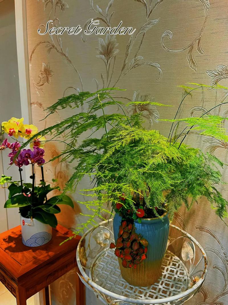 春天客厅植物养护知识（春天室内适合养什么植物）-第2张图片-多多自然网