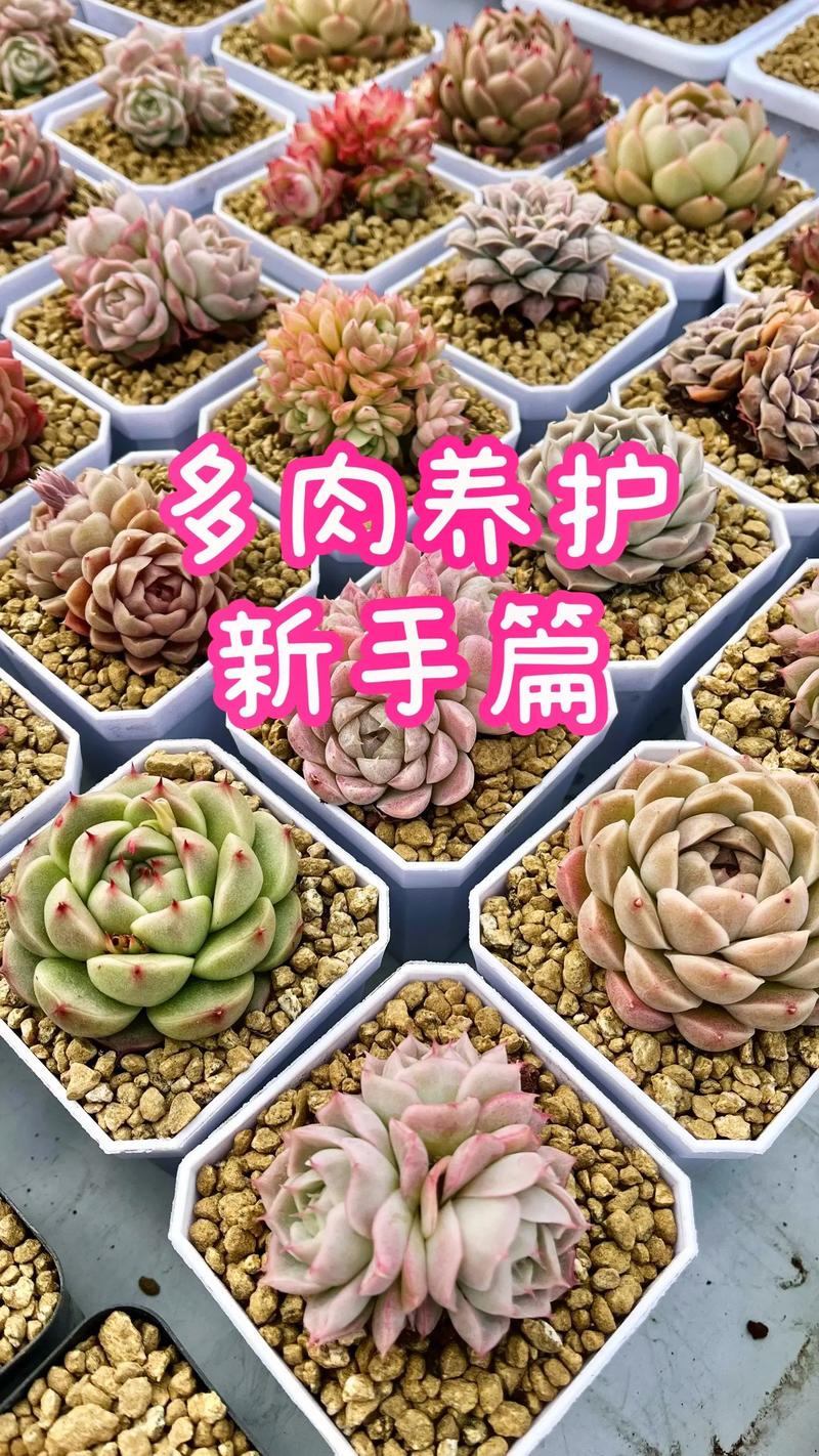 春天客厅植物养护知识（春天室内适合养什么植物）-第5张图片-多多自然网