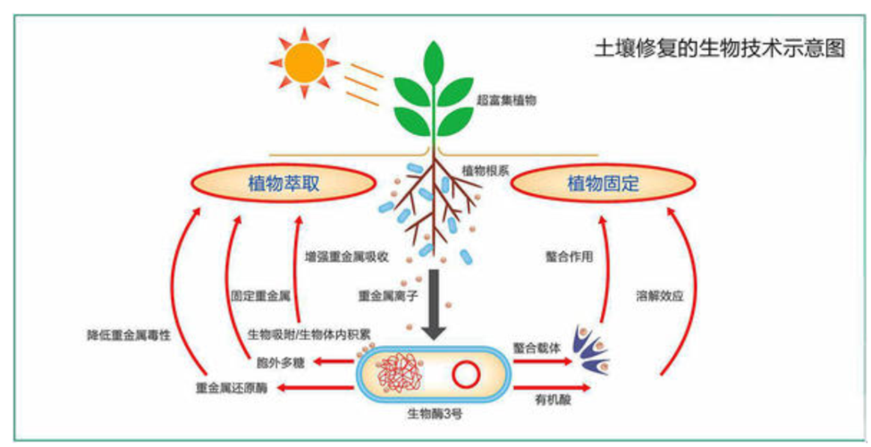 草本植物与土壤功能的关系（草本植物对土壤的影响）-第8张图片-多多自然网