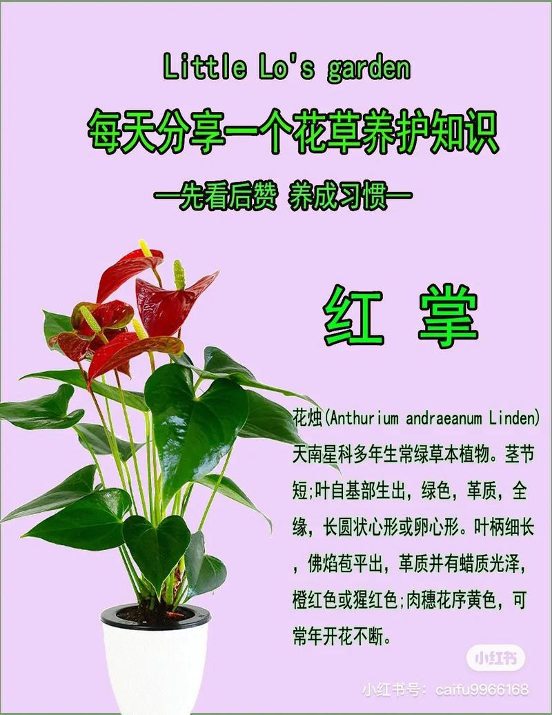 红掌植物养护知识（红掌植物怎么养护）-第5张图片-多多自然网