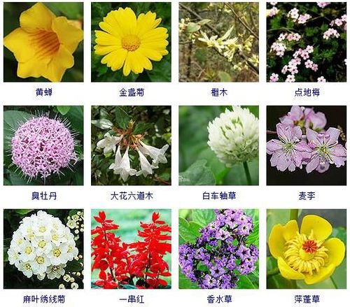 春季植物知识科普（春季植物介绍）-第5张图片-多多自然网