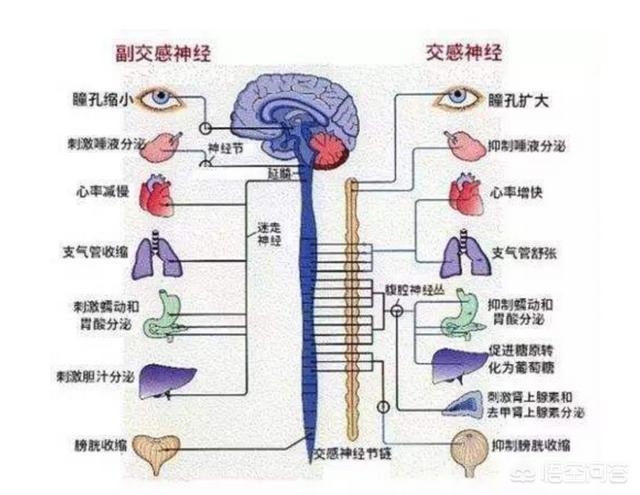 大脑与植物神经的关系（脑神经与植物神经）-第5张图片-多多自然网