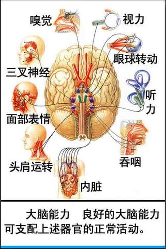 大脑与植物神经的关系（脑神经与植物神经）-第6张图片-多多自然网