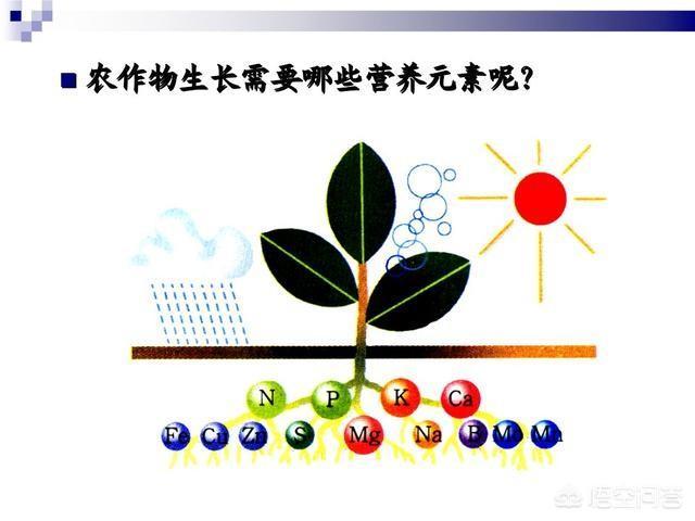 大量元素与植物的关系（就大量元素和微量元素在植物体中相对比,其作用是）-第1张图片-多多自然网