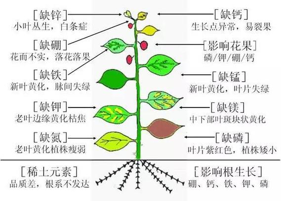 大量元素与植物的关系（就大量元素和微量元素在植物体中相对比,其作用是）-第4张图片-多多自然网