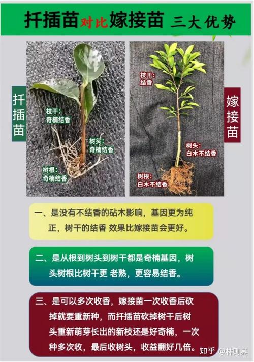 沉香植物养护知识大全（沉香的栽种与养护）-第1张图片-多多自然网