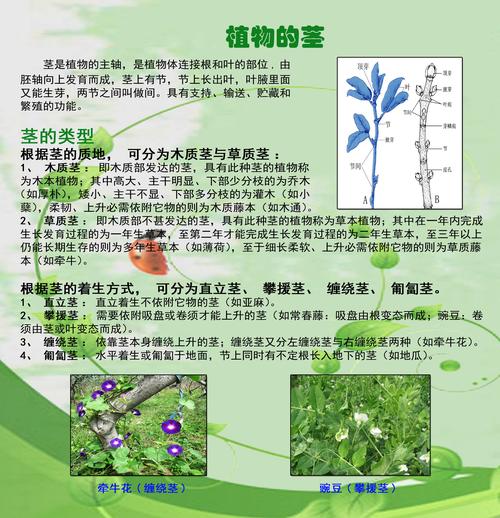 草本植物小知识大全（草本植物小知识大全图片）-第1张图片-多多自然网