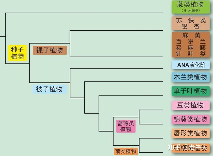 草本植物小知识大全（草本植物小知识大全图片）-第4张图片-多多自然网