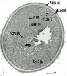 白细胞与植物的关系（白细胞与植物的关系图）-第7张图片-多多自然网