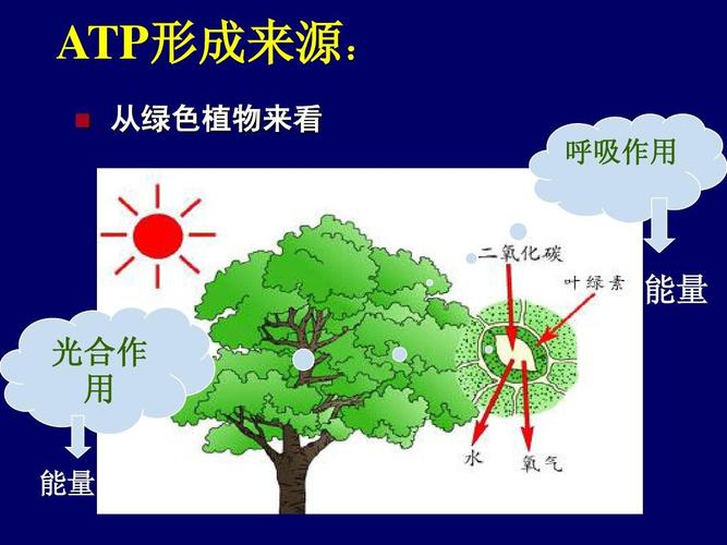 大气环境与植物的关系（植物与大气接触的主要部位）-第1张图片-多多自然网