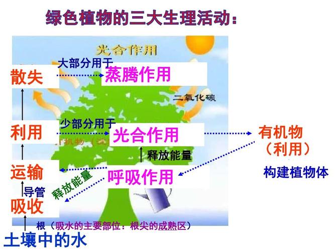 大气环境与植物的关系（植物与大气接触的主要部位）-第3张图片-多多自然网