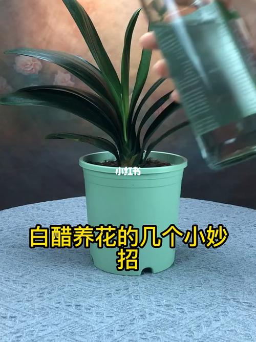 白醋与植物的关系（白醋在植物上的应用）-第5张图片-多多自然网