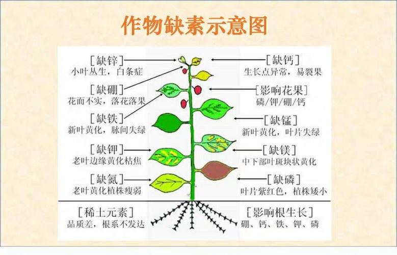 氮磷钾与植物生长的关系（氮磷钾元素对植物生长的影响）-第1张图片-多多自然网