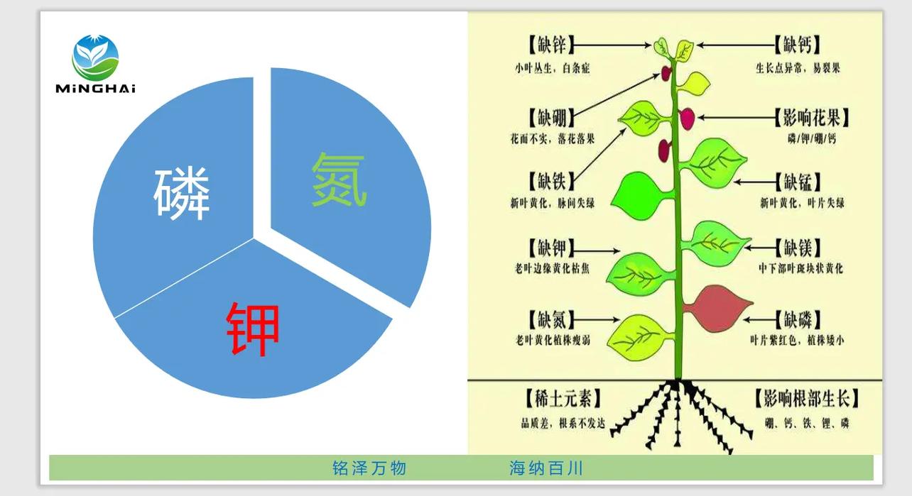 氮磷钾与植物生长的关系（氮磷钾元素对植物生长的影响）-第2张图片-多多自然网