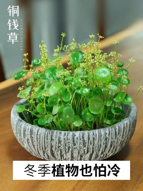 冬天植物养护小知识大全（冬天绿植养护）-第7张图片-多多自然网