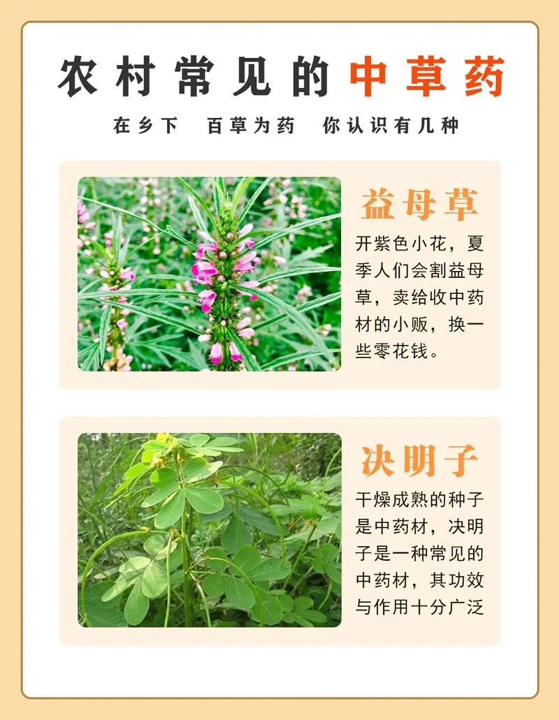 草药植物知识介绍（草药知识大全）-第2张图片-多多自然网