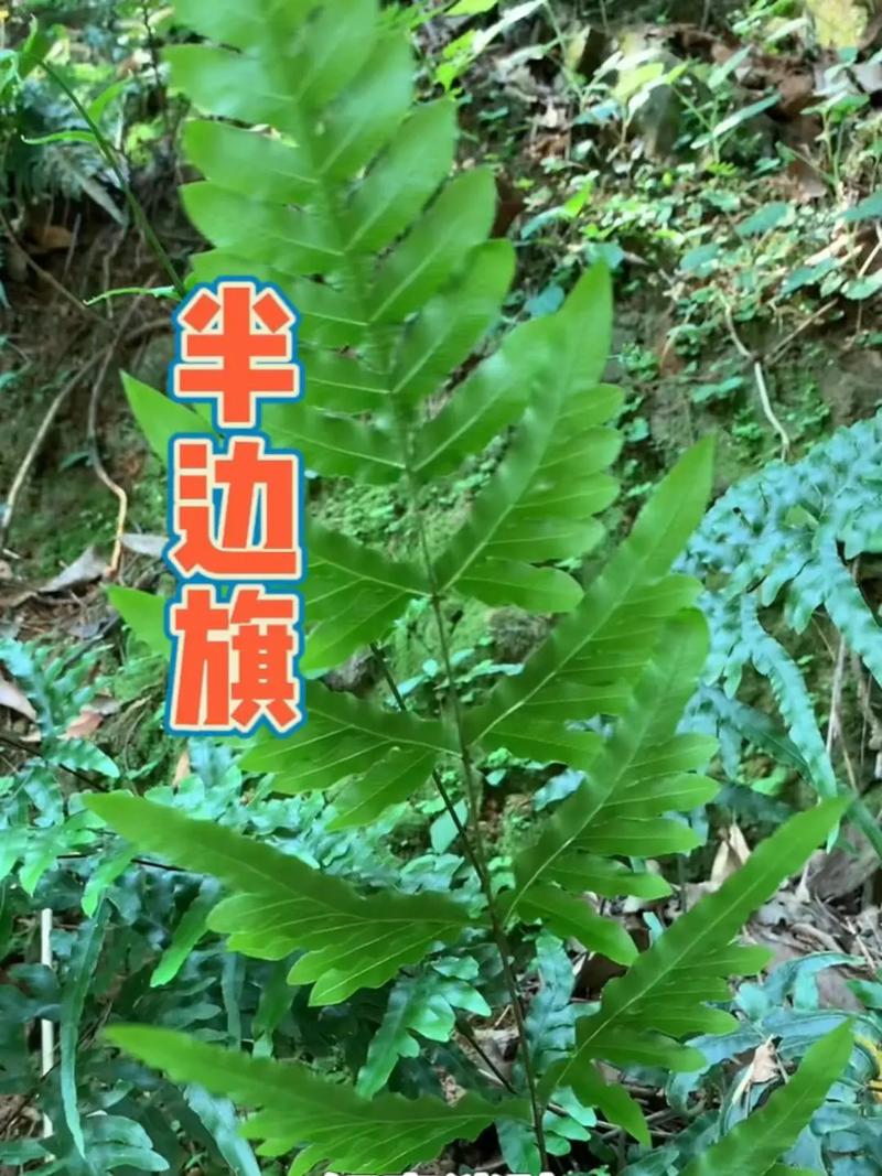 草药植物知识介绍（草药知识大全）-第3张图片-多多自然网