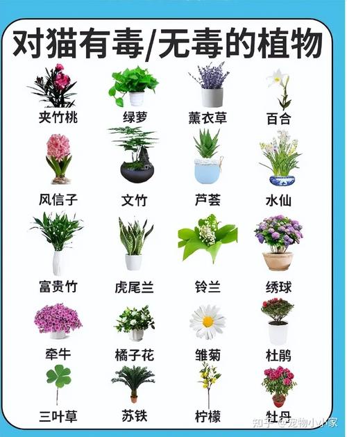 大型植物与猫的关系（猫和植物如何共处）-第1张图片-多多自然网