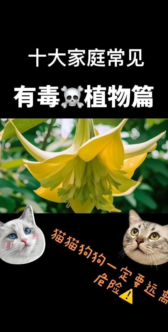 大型植物与猫的关系（猫和植物如何共处）-第3张图片-多多自然网