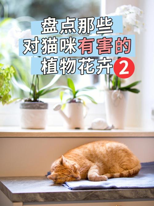 大型植物与猫的关系（猫和植物如何共处）-第4张图片-多多自然网