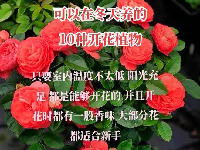 冬季大绿植盆栽怎么养护（冬季绿植怎么施肥）-第2张图片-多多自然网