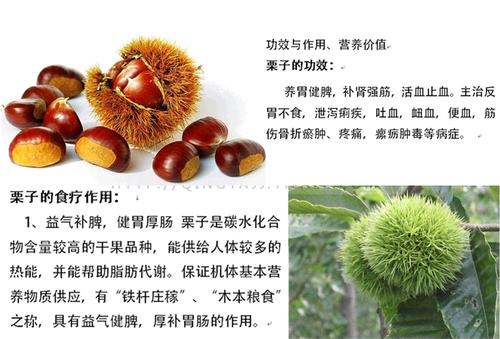 板栗相关的植物知识（简述关于板栗的功效与作用）-第1张图片-多多自然网