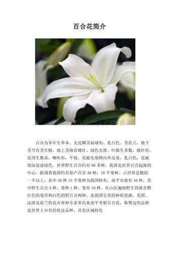 百合花植物知识大全（百合花百科知识）-第8张图片-多多自然网