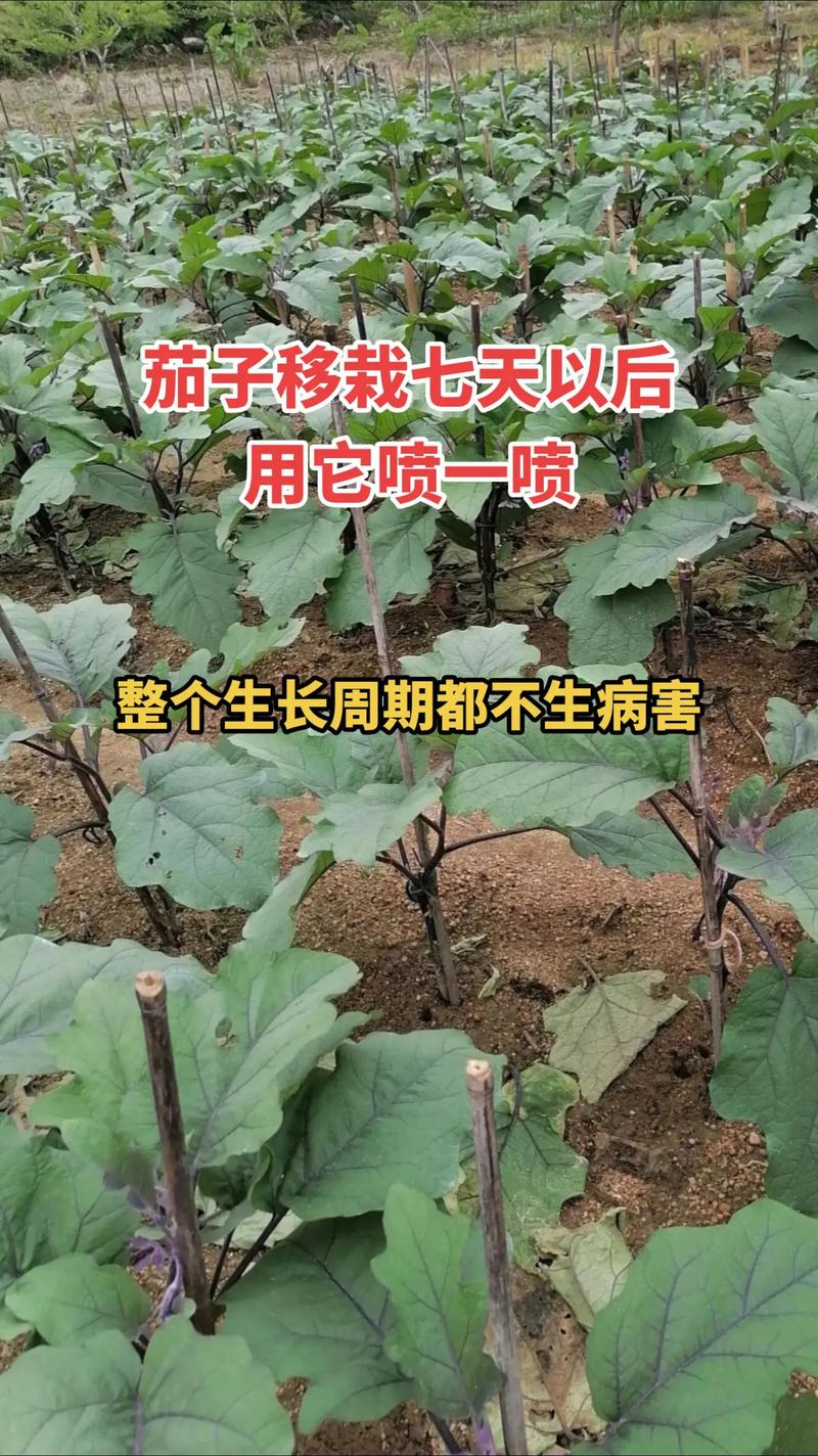 保护地与露地植物的关系（保护地种植与露地种植的区别）-第1张图片-多多自然网