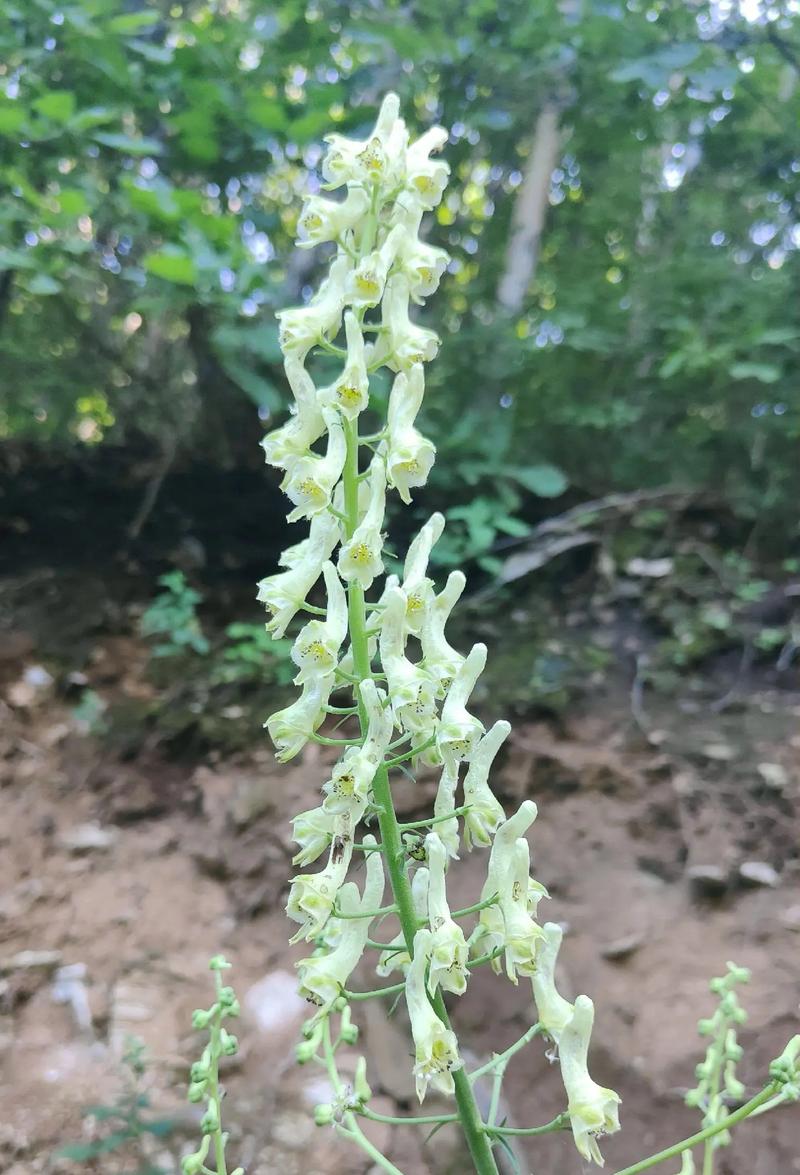 草本植物跟哪些有关呢知识（草本植物还有什么植物）-第2张图片-多多自然网