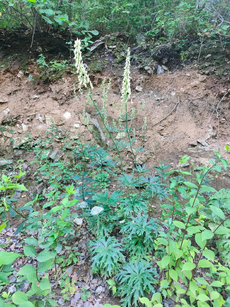 草本植物跟哪些有关呢知识（草本植物还有什么植物）-第3张图片-多多自然网