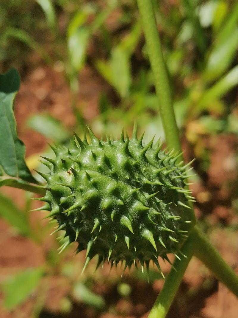 草本植物跟哪些有关呢知识（草本植物还有什么植物）-第7张图片-多多自然网