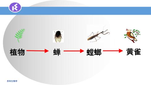 吃昆虫的植物百科知识（吃昆虫的植物百科知识图片）-第7张图片-多多自然网