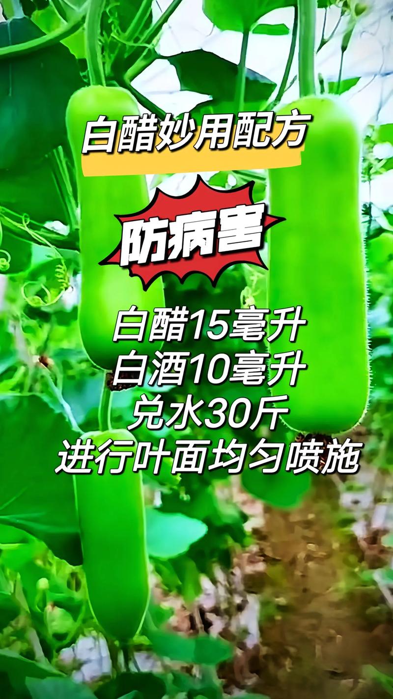 醋与植物的关系有哪些（醋在植物上的作用）-第1张图片-多多自然网