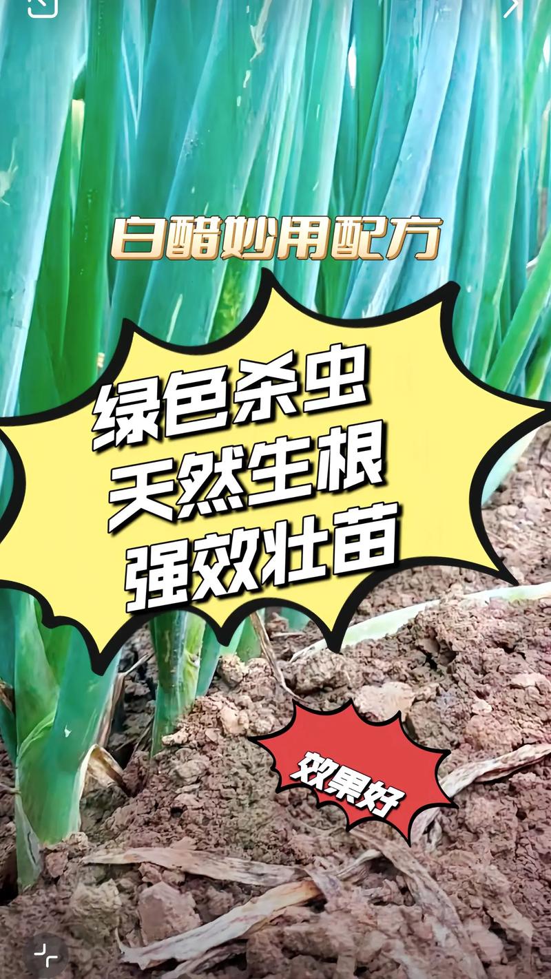 醋与植物的关系有哪些（醋在植物上的作用）-第3张图片-多多自然网