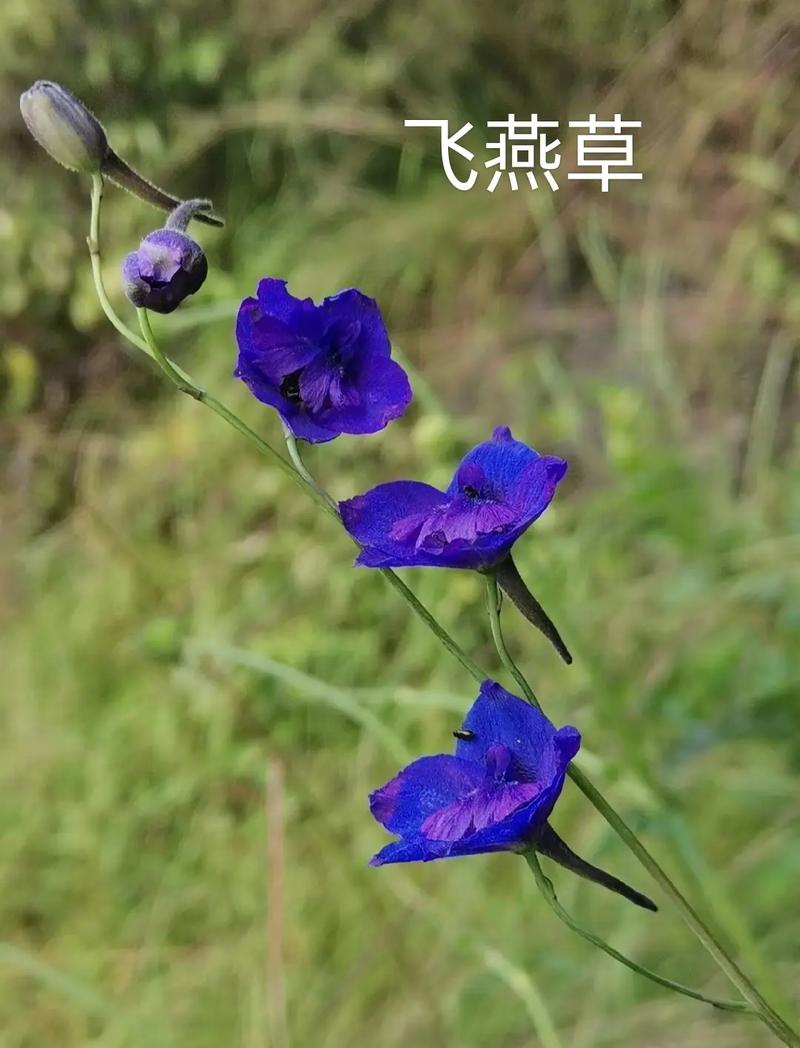 草本植物价值知识（草本植物价值知识点）-第5张图片-多多自然网